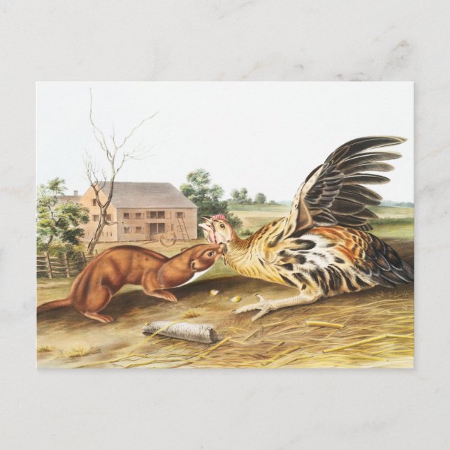 Postal Ilustracion de Tawny Weasel (Putorius fuscus) (Anverso)