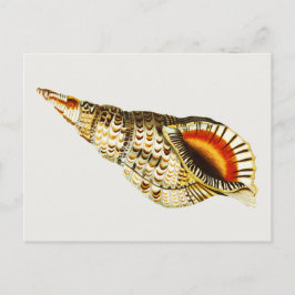 Postal Ilustracion de trompeta de conchas marinas de époc