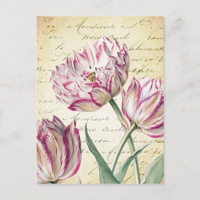 Postal Ilustracion de tulipanes blancos y rosados botánic (Anverso)