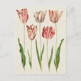 Postal Ilustracion de tulipanes botánicos de época