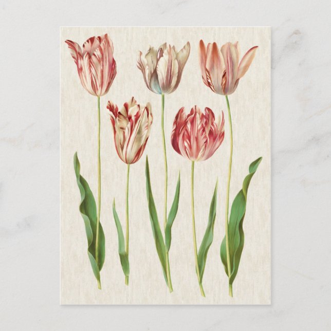 Postal Ilustracion de tulipanes botánicos de época (Anverso)
