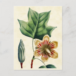Postal Ilustracion de tulipano poplar botánico vintage