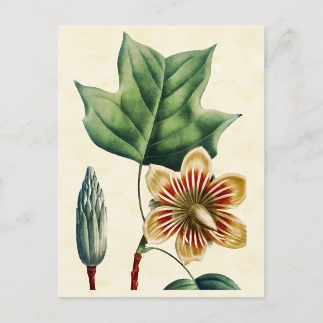 Postal Ilustracion de tulipano poplar botánico vintage (Anverso)