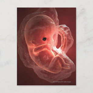 Postal Ilustracion de un embrión en desarrollo