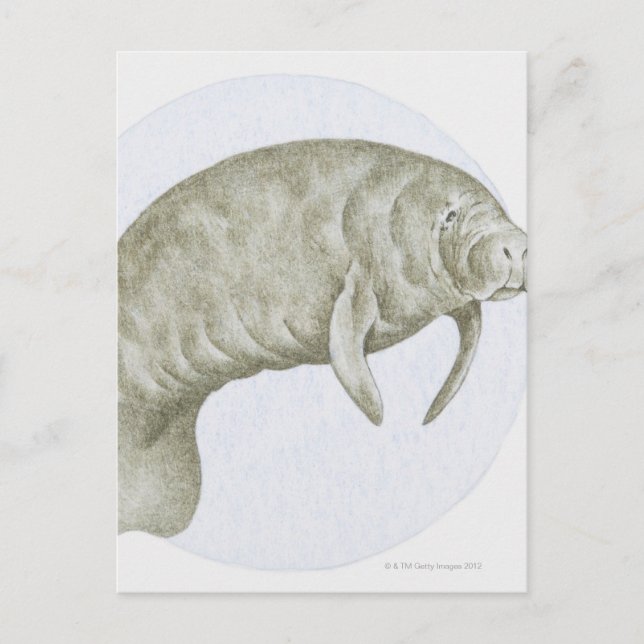 Postal Ilustracion de un manatí (Trichechus sp.) (Anverso)