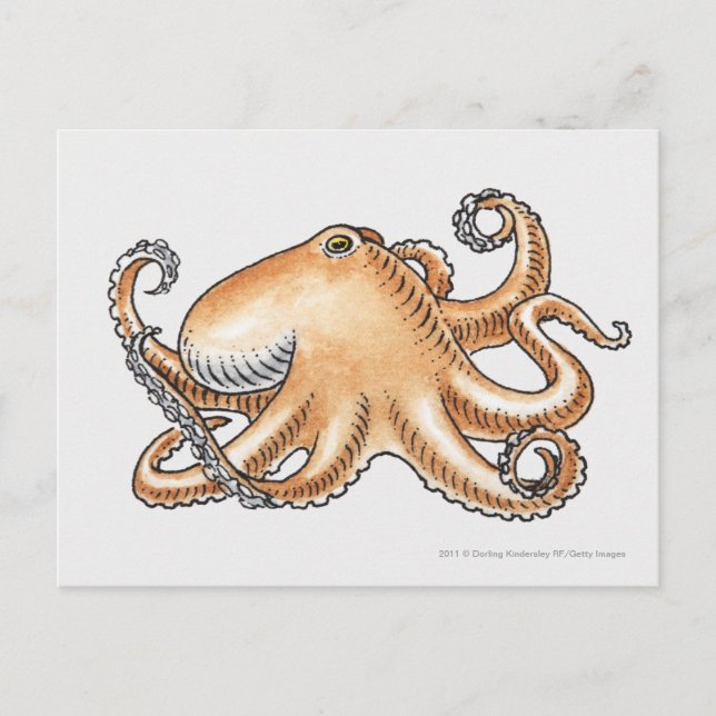 Postal Ilustracion de un pulpo (Anverso)