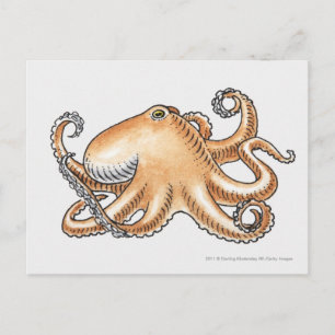 Postal Ilustracion de un pulpo