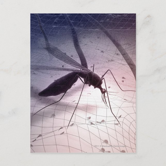 Postal Ilustracion de una picadura de mosquito (Anverso)