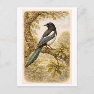 Postal Ilustración de Urraca de Estilo Antiguo