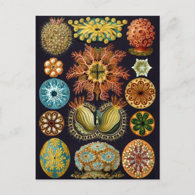 Postal Ilustracion de vida marina vintage (Anverso)