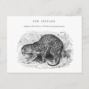 Postal Ilustracion de vida salvaje de leopardo de las viñ