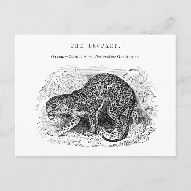 Postal Ilustracion de vida salvaje de leopardo de las viñ (Anverso)