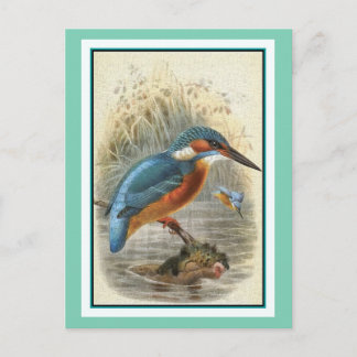 Postal Ilustracion de vintage de Kingfisher común
