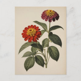 Postal Ilustración de zinnia