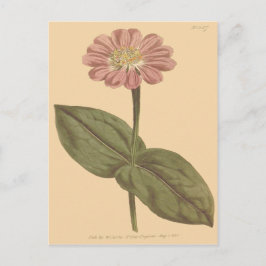 Postal Ilustración de Zinnia de color violeta