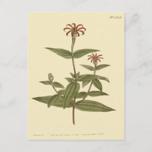 Postal Ilustración de Zinnia Roja de Flores Delgadas