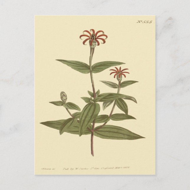 Postal Ilustración de Zinnia Roja de Flores Delgadas (Anverso)