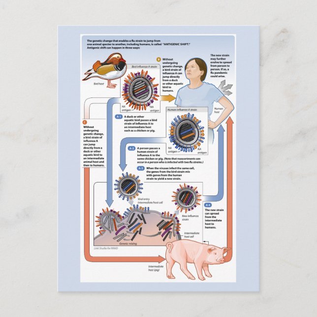 Postal Ilustracion del cambio antigénico (gripe) (Anverso)