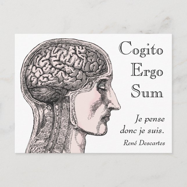 Postal Ilustracion del cerebro humano Cogito Ergo Sum (Anverso)