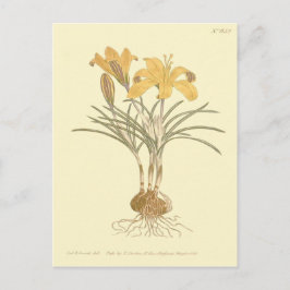 Postal Ilustración del Crocus de Tela de Oro
