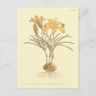 Postal Ilustración del Crocus de Tela de Oro