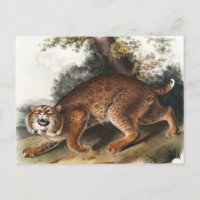 Ilustracion del gato salvaje estadounidense (Lynx