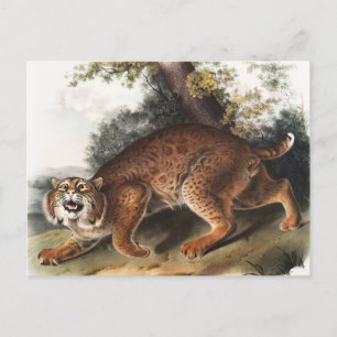 Postal Ilustracion del gato salvaje estadounidense (Lynx