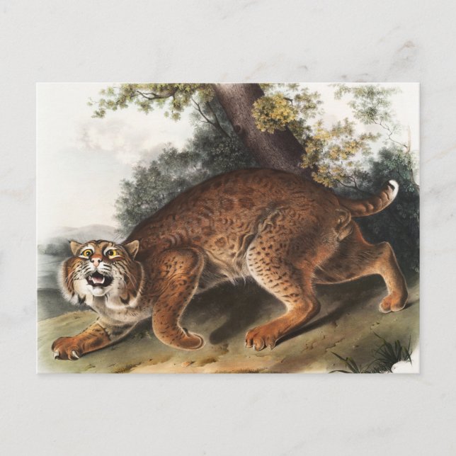 Postal Ilustracion del gato salvaje estadounidense (Lynx  (Anverso)