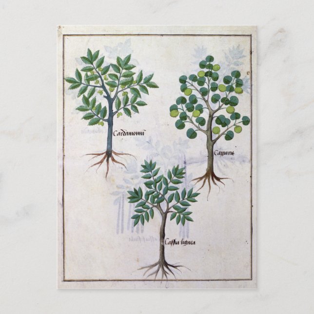Postal Ilustracion del "Libro de Medicinas Simples" (Anverso)
