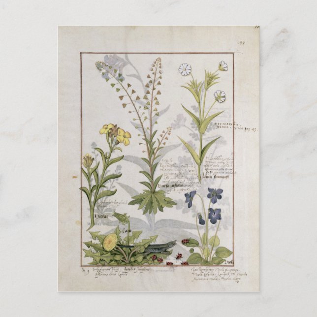 Postal Ilustracion del "Libro de Medicinas Simples" 2 (Anverso)