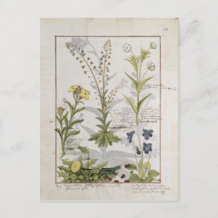 Postal Ilustracion del "Libro de Medicinas Simples" 2