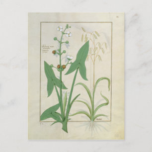 Postal Ilustracion del "Libro de Medicinas Simples" 2