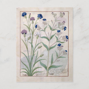 Postal Ilustracion del "Libro de Medicinas Simples" 3