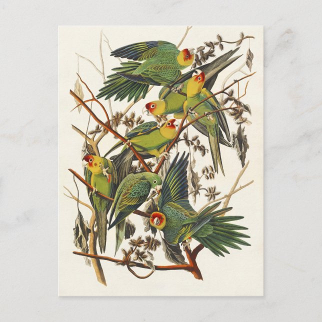 Postal Ilustración del loro de Carolina de Audubon (Anverso)
