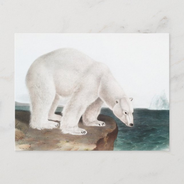 Postal Ilustracion del oso polar (Ursus maritimus) (Anverso)