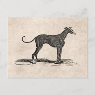Postal Ilustracion del perro del galgo de los 1800s del