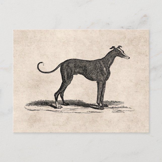 Postal Ilustracion del perro del galgo de los 1800s del (Anverso)