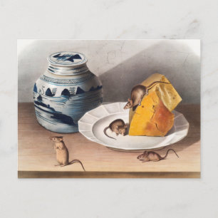 Postal Ilustracion del ratón (Mus-musculus)