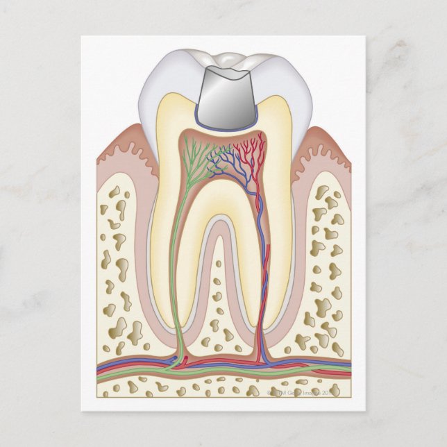 Postal Ilustracion del relleno dental (Anverso)