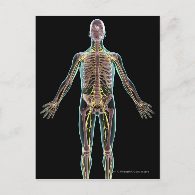 Postal Ilustracion del sistema nervioso (Anverso)