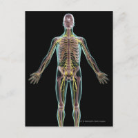 Ilustracion del sistema nervioso