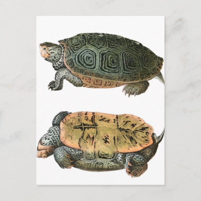 Postal Ilustracion Diamondback Terrapin (Anverso)