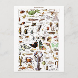 Postal Ilustracion dictionnaire artrópodos