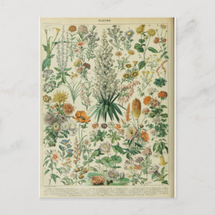 Postal Ilustracion dictionnaire fleurs