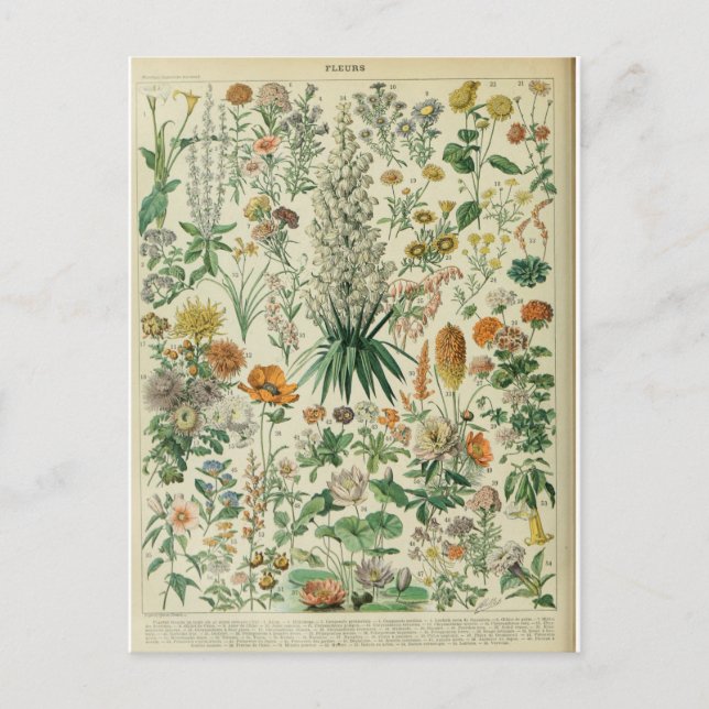 Postal Ilustracion dictionnaire fleurs (Anverso)