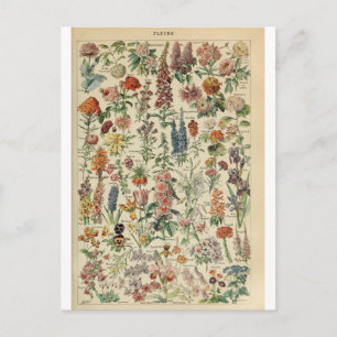 Postal Ilustracion dictionnaire fleurs