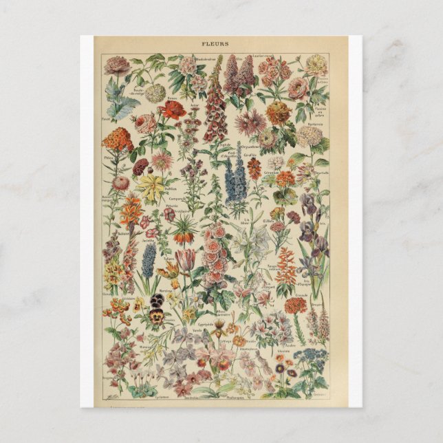 Postal Ilustracion dictionnaire fleurs (Anverso)