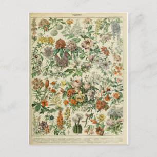 Postal Ilustracion dictionnaire fleurs