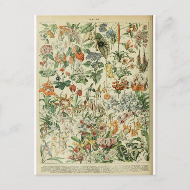 Postal Ilustracion dictionnaire fleurs (Anverso)