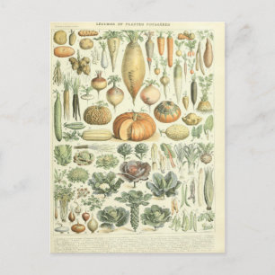 Postal Ilustracion dictionnaire légumes